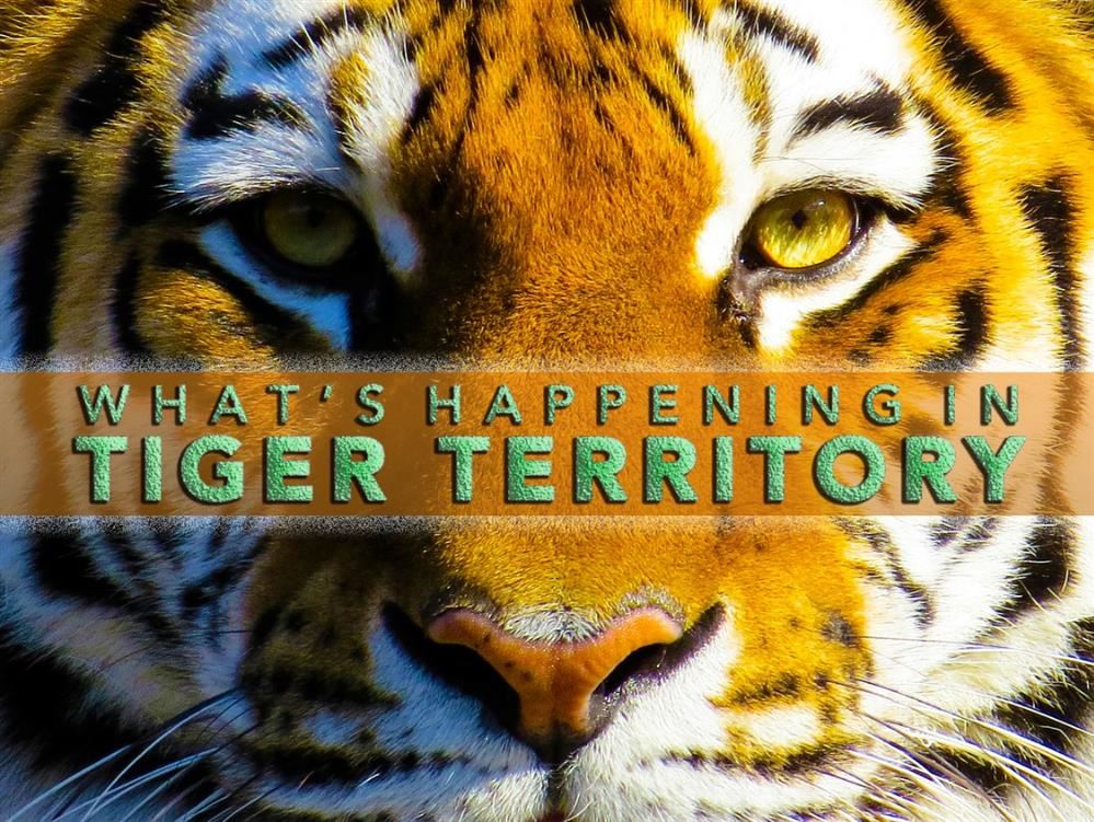What's Happening in Tiger Territory? What's Happening in Tiger Territory?
